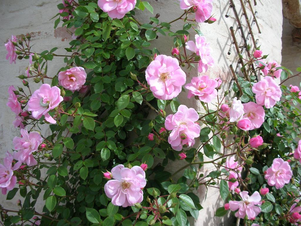 Poggio Dei Prugnoli Bed & Breakfast Tavoleto Exterior photo